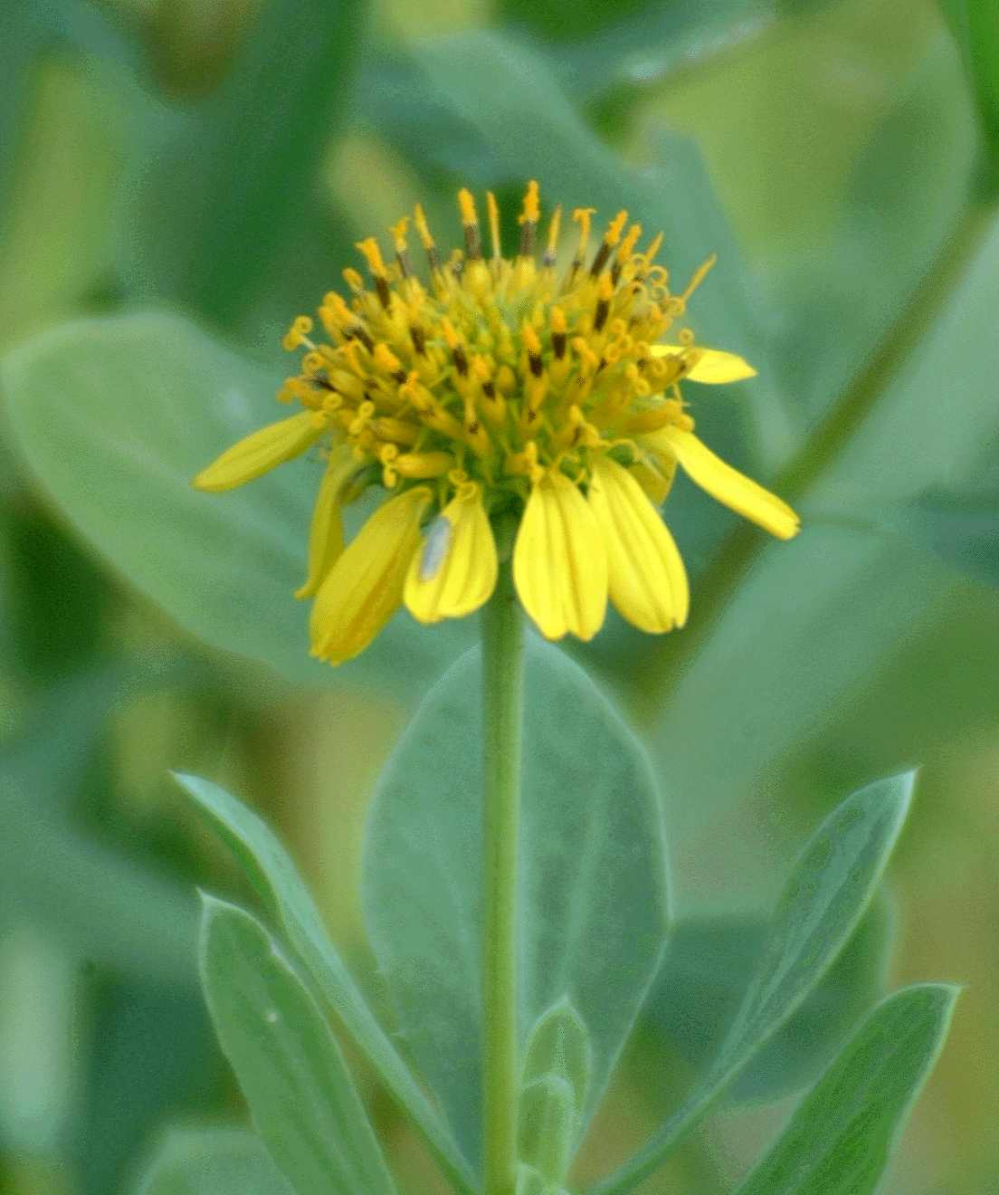 borrichia